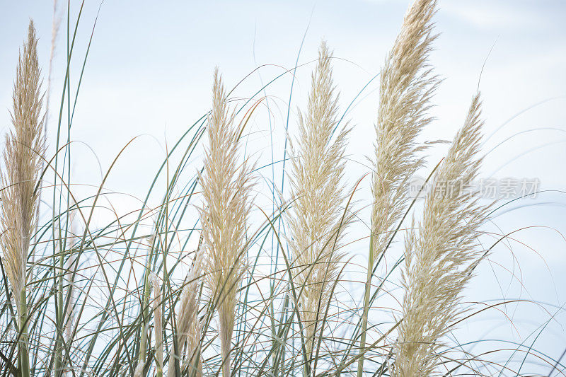 潘帕斯草(Cortaderia selloana)灌木